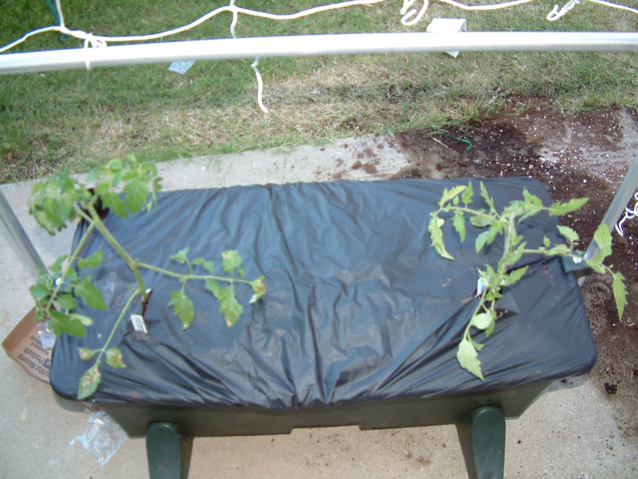 Tomatos 2008